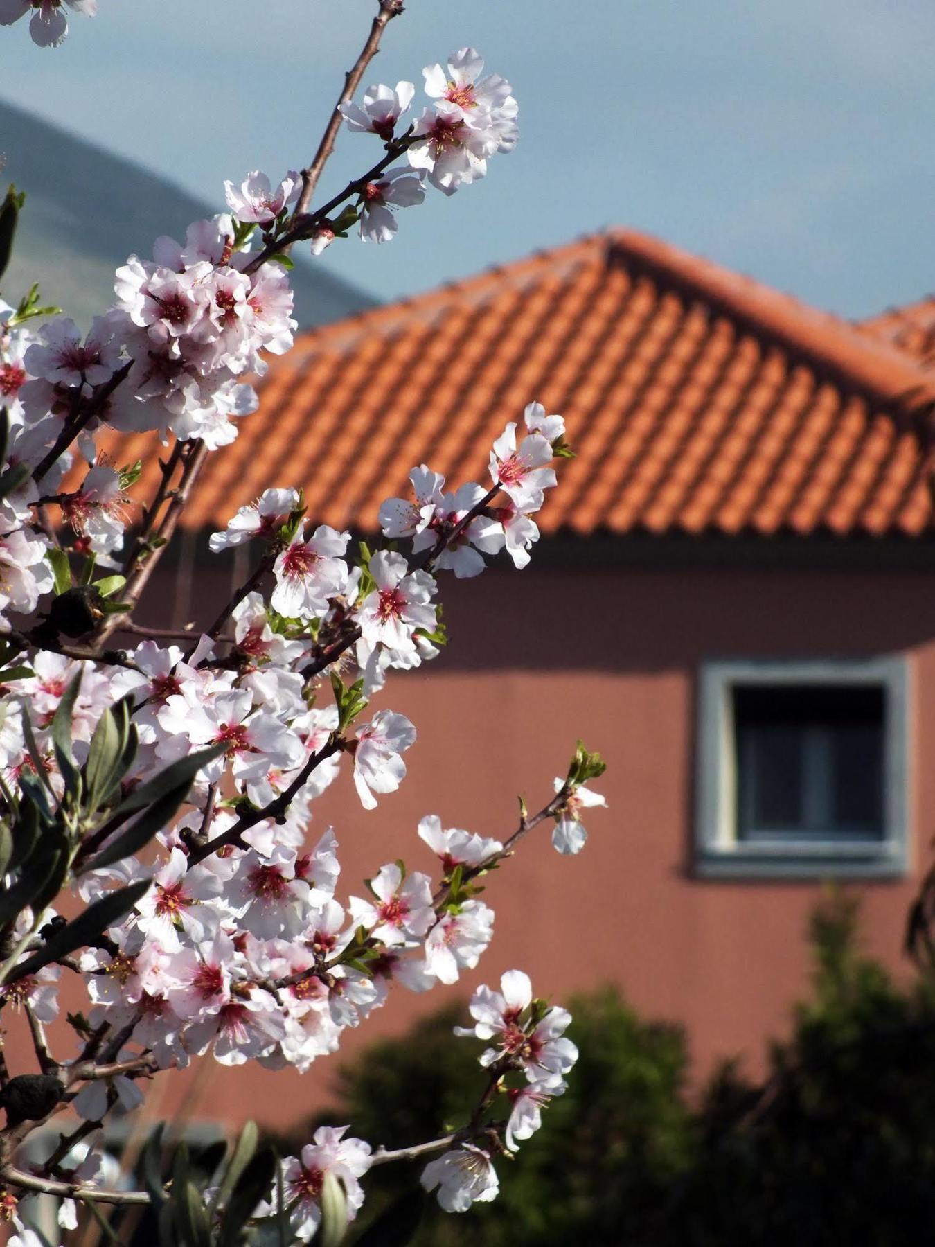 Amygdalies Apartments Myrina Dış mekan fotoğraf