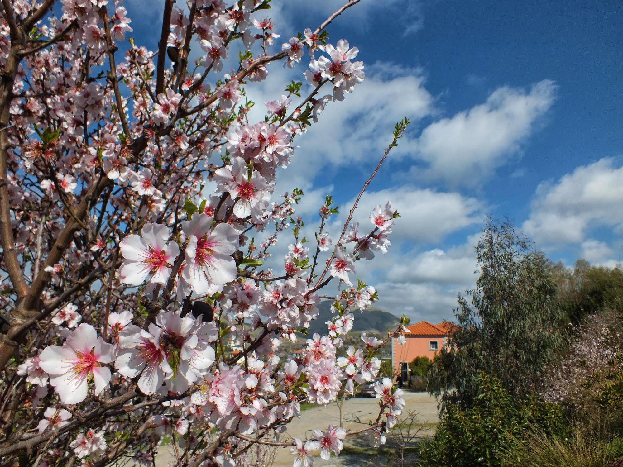 Amygdalies Apartments Myrina Dış mekan fotoğraf